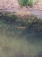 Apalone spinifera aspera