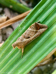 Noctuoidea