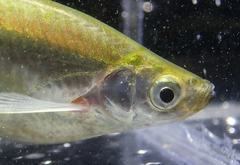 Silver Blade Minnow photo 4