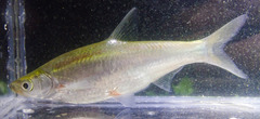 Silver Blade Minnow photo 3