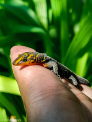Gonatodes caudiscutatus