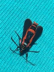 Synanthedon polygoni