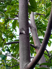 Hamadryas amphichloe