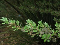 Leptospermum thompsonii