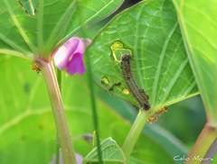 Aricoris propitia