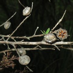 Leptospermum thompsonii