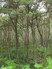 Leptospermum thompsonii