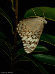 Hamadryas amphichloe