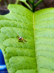 Ceratitis capitata