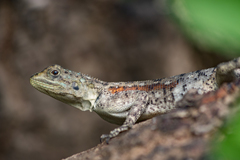 Agama mucosoensis