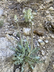 Caulanthus crassicaulis