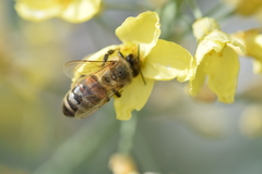 Apis mellifera
