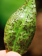 Puccinia vincae