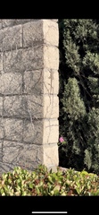 Sceloporus occidentalis