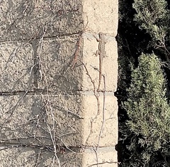 Sceloporus occidentalis