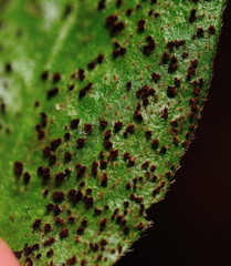 Puccinia vincae