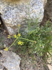 Cymopterus petraeus