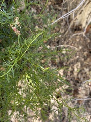 Cymopterus petraeus