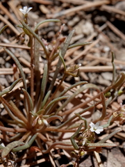 Claytonia parviflora viridis