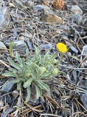 Erigeron aphanactis aphanactis