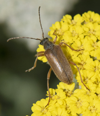 Cortodera