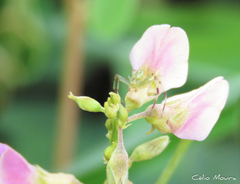 Thomisidae