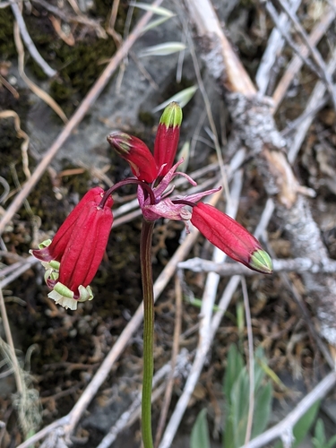 Image of Dichelostemma ida by (c) David Anderson, some rights reserved (CC BY)