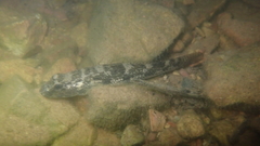 Glossogobius olivaceus
