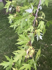 Acer saccharinum