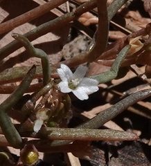 Claytonia parviflora viridis