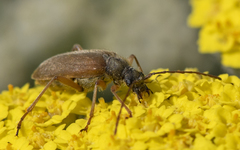 Cortodera