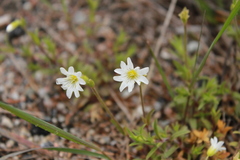 Cerastium strictum