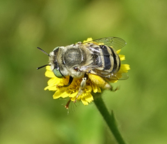 Anthophora curta
