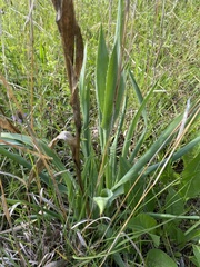 Eryngium yuccifolium
