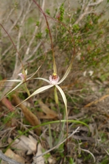 Caladenia polychroma