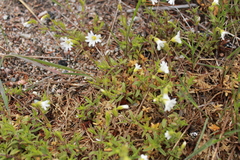 Cerastium strictum