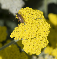 Cortodera