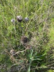 Eryngium yuccifolium