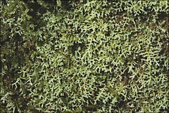 Lepidozia laevifolia