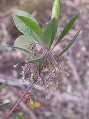 Dodonaea rhombifolia