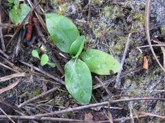 Spiranthes brevilabris