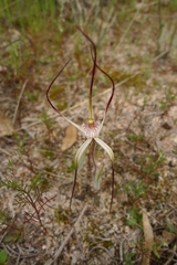 Caladenia polychroma