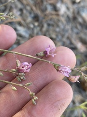 Astragalus atratus