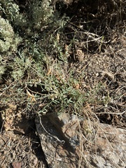 Astragalus atratus
