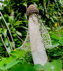Phallus indusiatus
