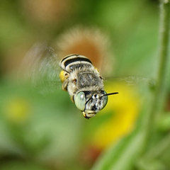 Anthophora curta