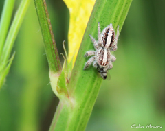 Megafreya sutrix