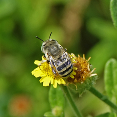 Anthophora curta