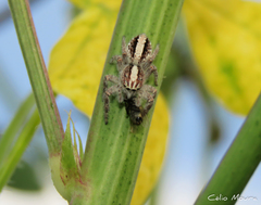 Megafreya sutrix