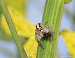 Megafreya sutrix